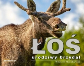Łoś - urodziwy brzydal (Uszkodzona okładka) - Wojciech Misiukiewicz