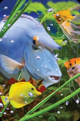 Minikartka 3D - Niebieska ryba