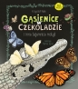 Gąsienice w czekoladzie I inne tajemnice motyli - Krzysztof Pabis