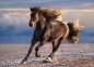 Puzzle High Quality Collection 1000: Free Horse (39420)