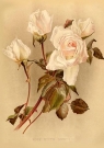 Karnet ST420 B6 + koperta Biała róża