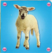Kosteczka - Owca - praca zbiorowa