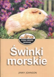 Świnki morskie