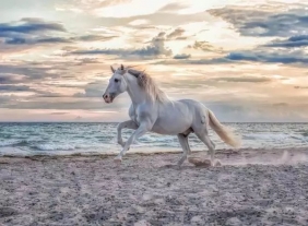Puzzle 2D: Galop na plaży, 500 el.