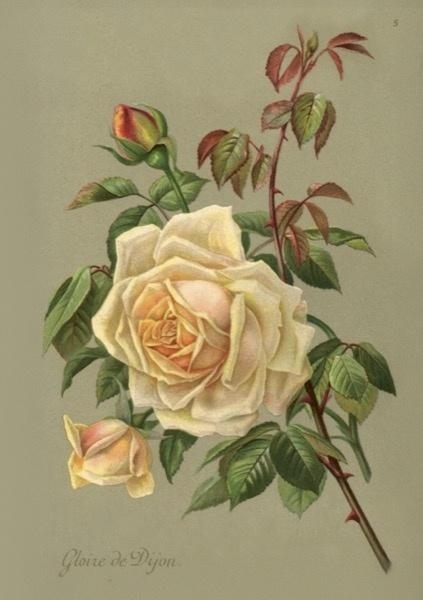 <img src='https://webimage.pl/pics/223/1/d7340228001223.jpg'>