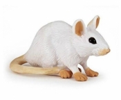 Mysz biała