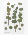 Naklejki ozdobne roślinne Eukaliptusartystyczne scrapbooking rękodzieło