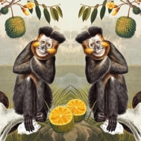Karnet kwadrat z kopertą Capuchin Monkey