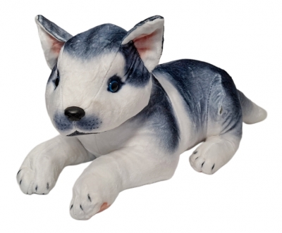 Pies husky