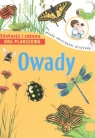 Owady