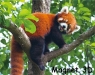 Magnes 3D Czerwona panda