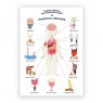  Plakat edukacyjny. Anatomia człowiek A2