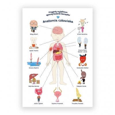 Plakat edukacyjny. Anatomia człowiek A2