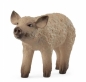 Prosię Mangalica