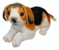 Pies beagle