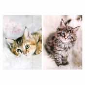 Teczka z gumką A4 Kotki mix