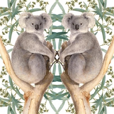 Karnet kwadrat z kopertą Koala
