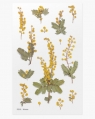 Naklejki ozdobne kwiaty Mimozaartystyczne scrapbooking rękodzieło