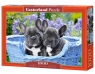 Puzzle French Bulldog Puppies 1000 (C-104246)