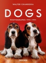 Dogs. Photographs 1941–1991 Walter Chandoha.