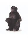  Samica szympansa karłowatego