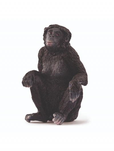 Samica szympansa karłowatego
