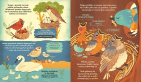 Co się kryje w gnieździe? Fascynujące ciekawostki o ptakach - Rachel Ignotofsky