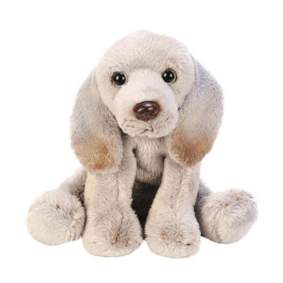 Pies Weimaraner