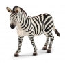  Samica zebry (14810)od 3 lat