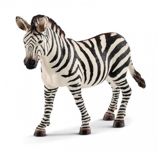 Samica zebry (14810)