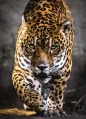 Puzzle High Quality Collection 1000: Walk of the Jaguar (39326)