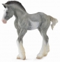 Źrebię Clydesdale Black Sabino Roan M)