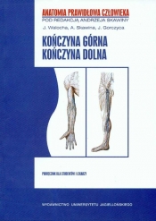 APC Kończyna górna Kończyna dolna - <br />