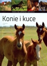 Konie i kuce