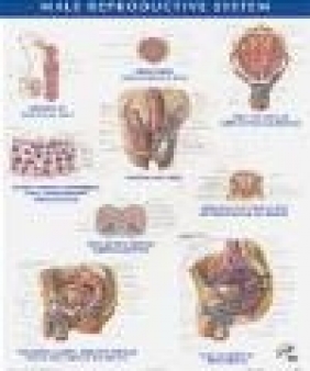 Netter Anatomy Chart Male Reproductive System Frank H. Netter,  Netter