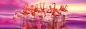 Clementoni, puzzle Panorama High Quality Collection 1000: Flamingo Dance (39427) - Opracowanie zbiorowe