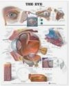 Eye Anatomical Chart Anatomical Chart Company