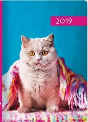 Kalendarz 2019 B7 Kolorowy kot