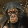 Karnet kwadrat z kopertą Baby Chimp BBH 128