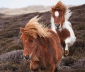 Puzzle 3X49 Przyjacielski kucyk pony (094288)