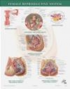 Netter Anatomy Chart Female Reproductive System Frank H. Netter,  Netter