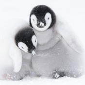 Karnet kwadrat z kopertą A pair of Emperor Penguin chicks