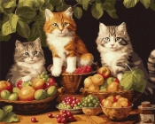 Malowanie po numerach - Koty i owoce 40x50cm