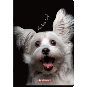 Zeszyt Crazy Animal A5/60k linia z marginesem, 1 szt