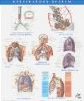 Netter Anatomy Chart Respiratory System Frank H. Netter,  Netter