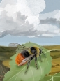 Leśne rozdanie: Dartmoor - Exmoor - Kosch