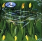 Serwetki SDL228300 Fresh Tulips - 228300
