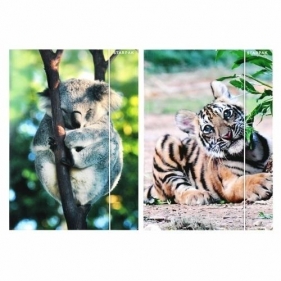 Teczka z gumką A4 Wild Animal 2 mix