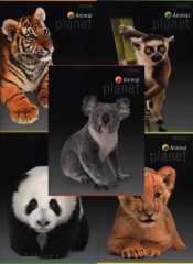 Zeszyt A5 Top-2000 w kratkę 60 kartek Animal Planet 10 sztuk mix