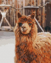 Obraz Malowanie po numerach - Lama na farmie (BS52266)